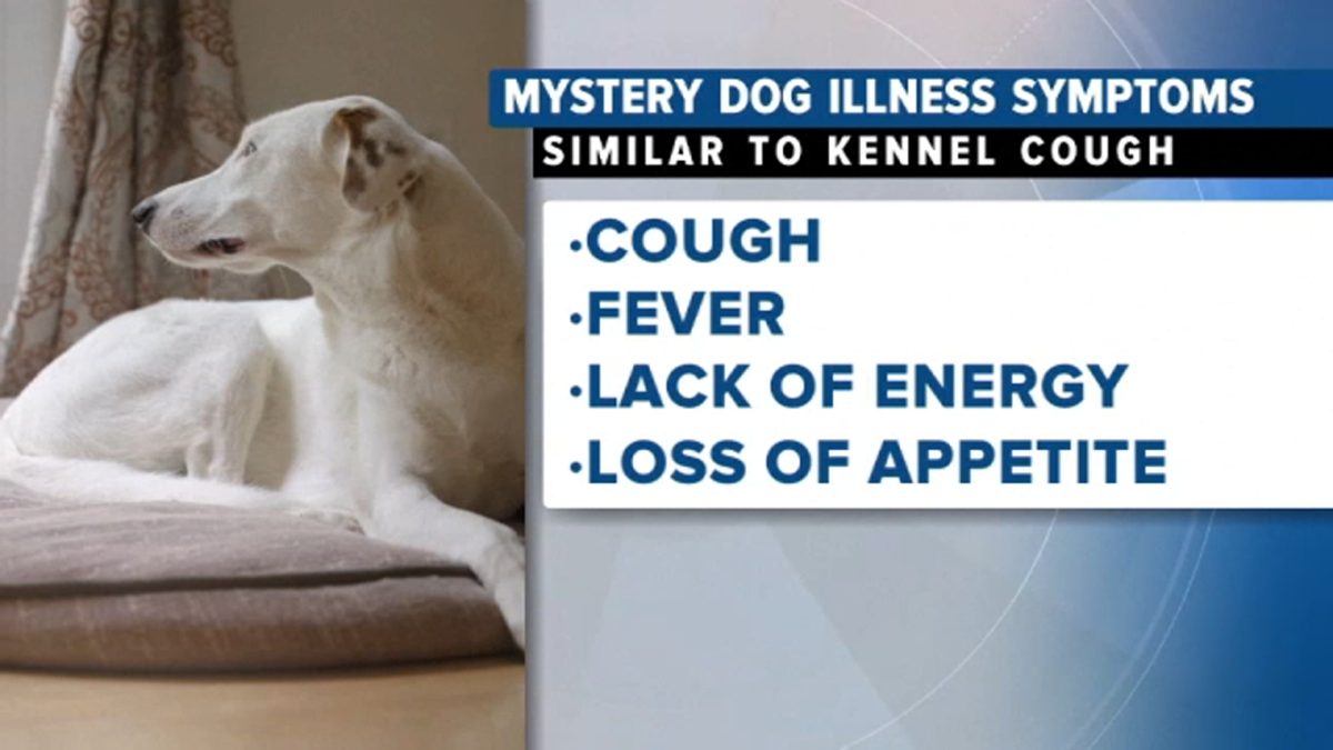 New Dog Illness Spreading Across the Country